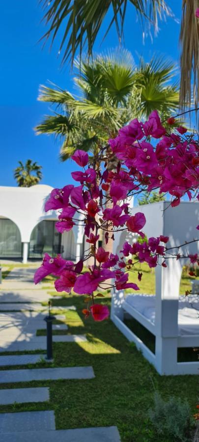 Maison - Dar Ouled Soltane Gammarth Εξωτερικό φωτογραφία